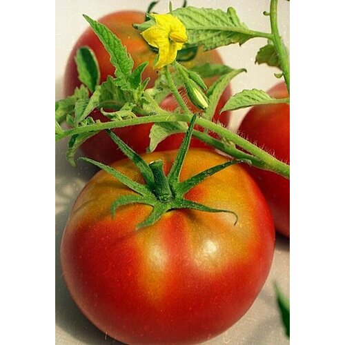 Коллекционные семена томата Грот
