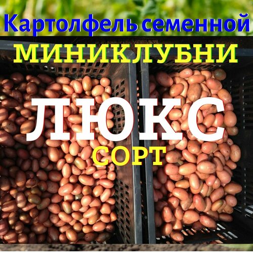 Картофель семенной селекционный люкс категория миниклубни семенной картофель мини клубни сантэ санте из лаборатории 10 шт