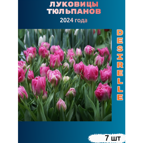 Луковицы тюльпана Desirelle (7 шт) тюльпан сорбет 5 луковиц 12