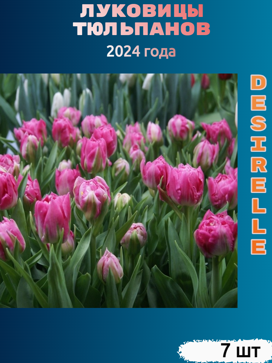 Луковицы тюльпана Desirelle (7 шт)