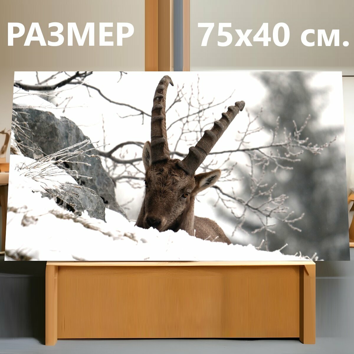 Картина на холсте "Горный козел, гора, снег" на подрамнике 75х40 см. для интерьера