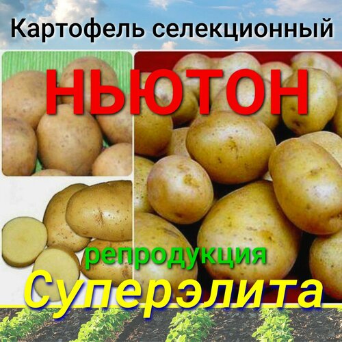 Картофель семенной ньютон клубни 5 кг картофель семенной сынок клубни 5 кг