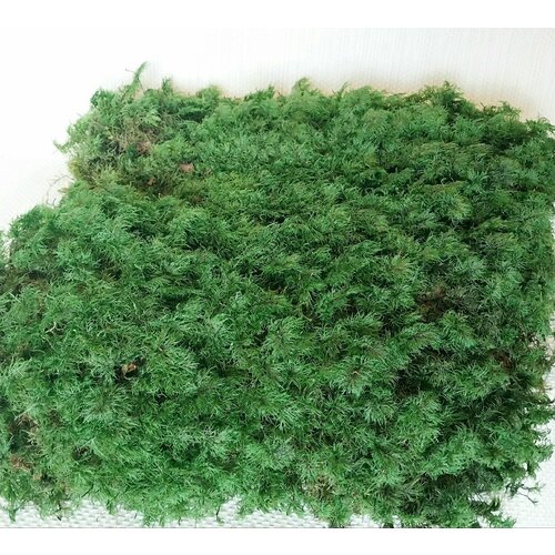 Стабилизированный папоротниковый мох пластами Зеленого цвета 3295₽
