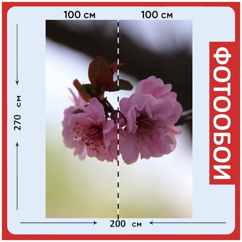 Фотообои Персиковый цвет цветы весна 200x270 см флизелиновыена стену 2940₽
