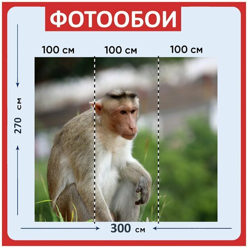 Фотообои Обезьяна крупным планом лангура серый лангур 300x270 см флизелиновыена стену 3940₽