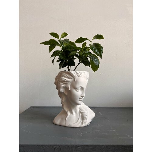 Растение кофе арабика в кашпо Ренессанс