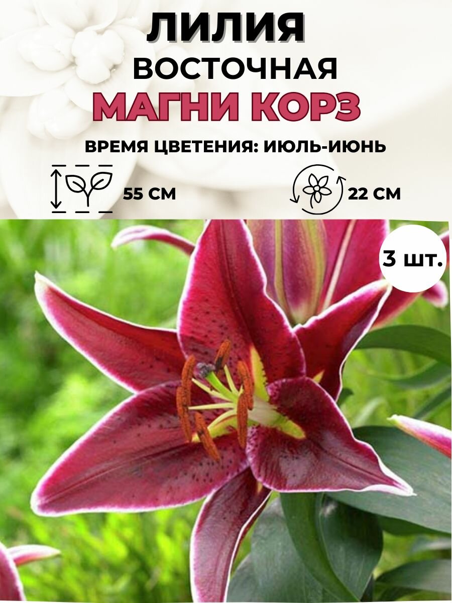 Лилия восточная луковицы 3 штуки