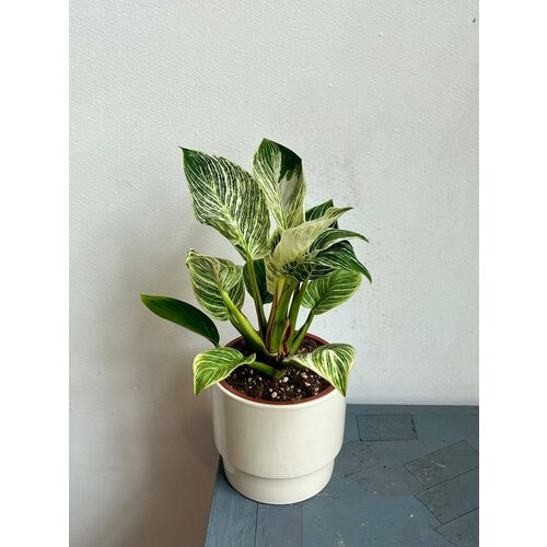 Комнатное растение сортовой Филодендрон Биркин Вайт в керамическом горшке 3400₽