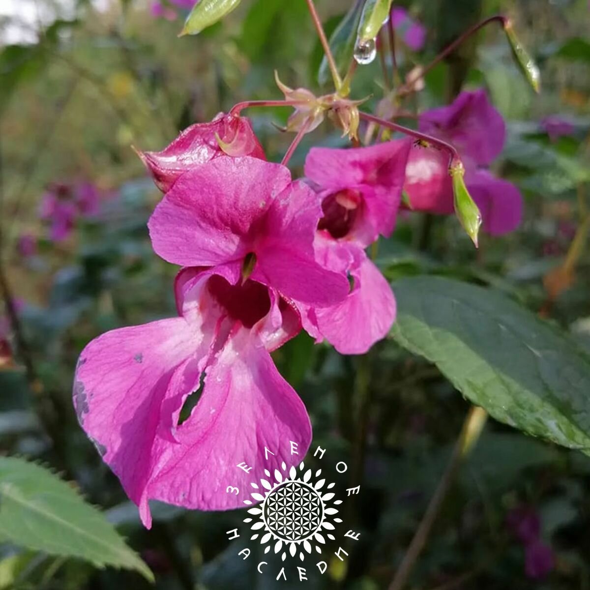 Семена Недотрога желёзконосная - Бальзамин железистый (лат. Impatiens glandulifera) 10шт