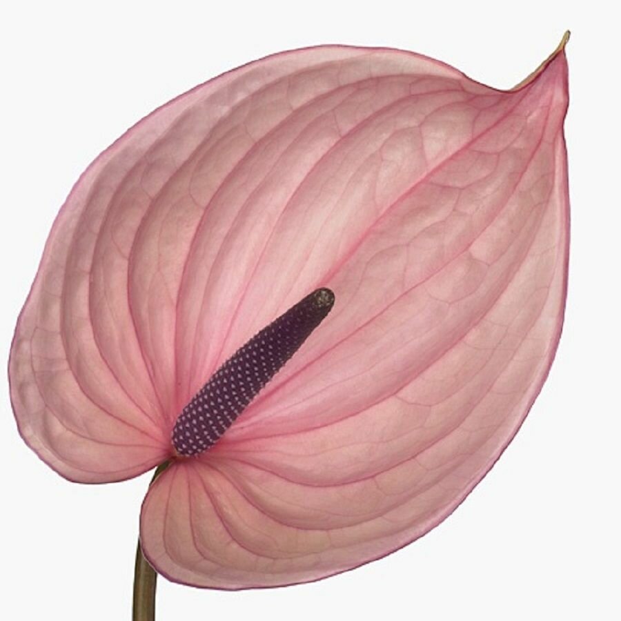 Антуриум Белланка Anthurium Bellanca семена