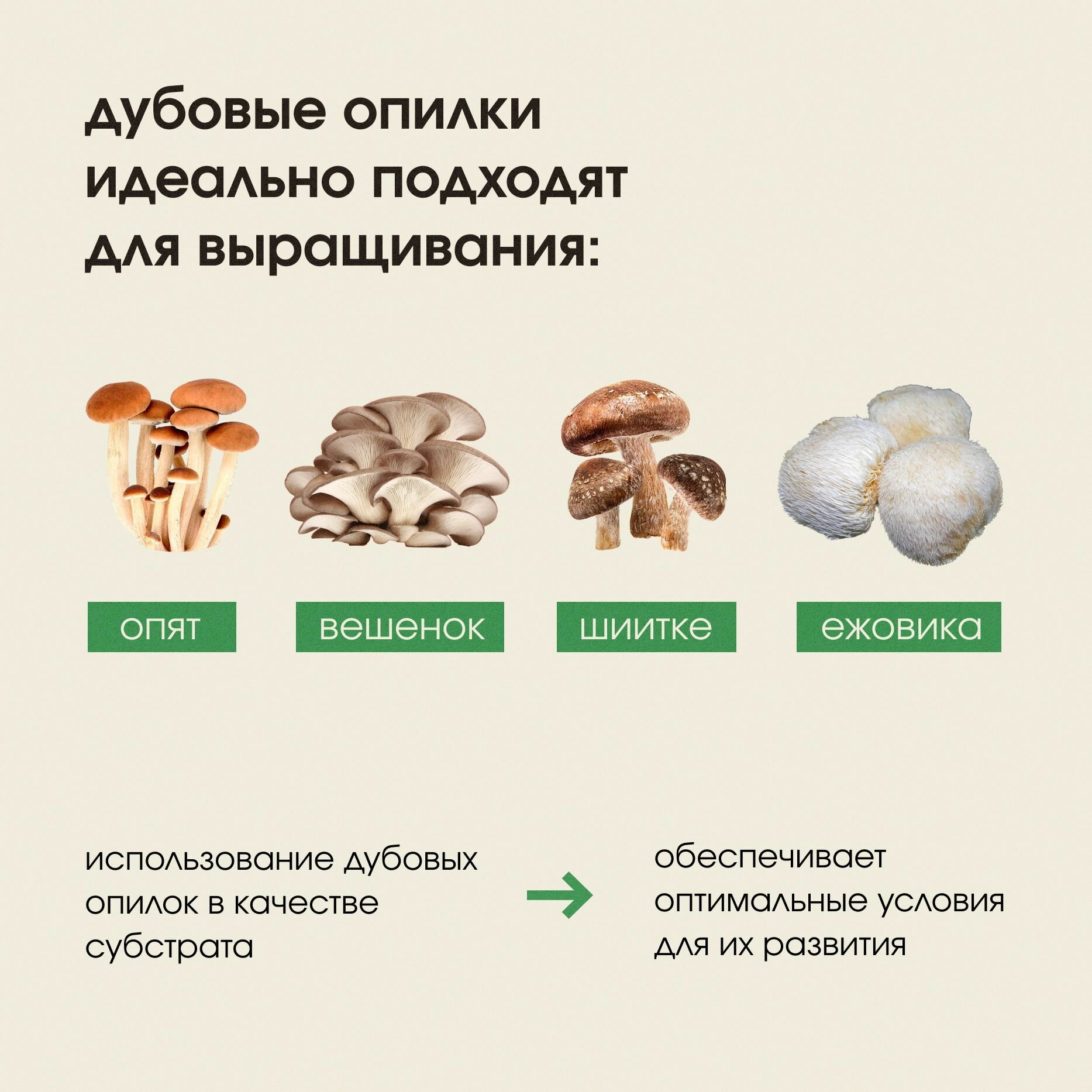 Субстрат для выращивания грибов, опилки дубовые - фотография № 5