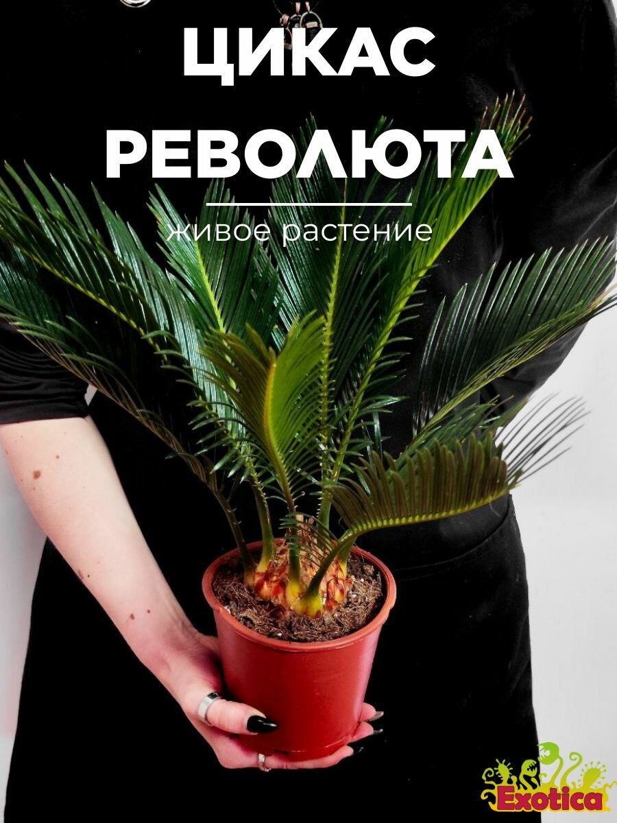 Цикас Революта (Cycas Revoluta) D12см живое растение