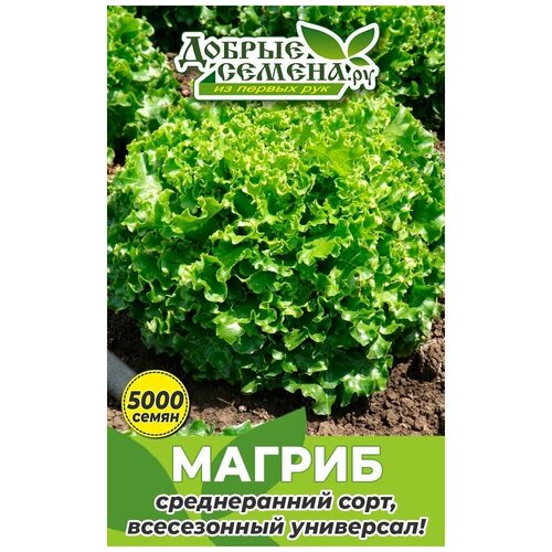 Семена салата Магриб - 5000 шт - Добрые Семена. ру