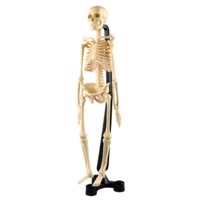 Сборная модель скелета EDU-TOYS SK038