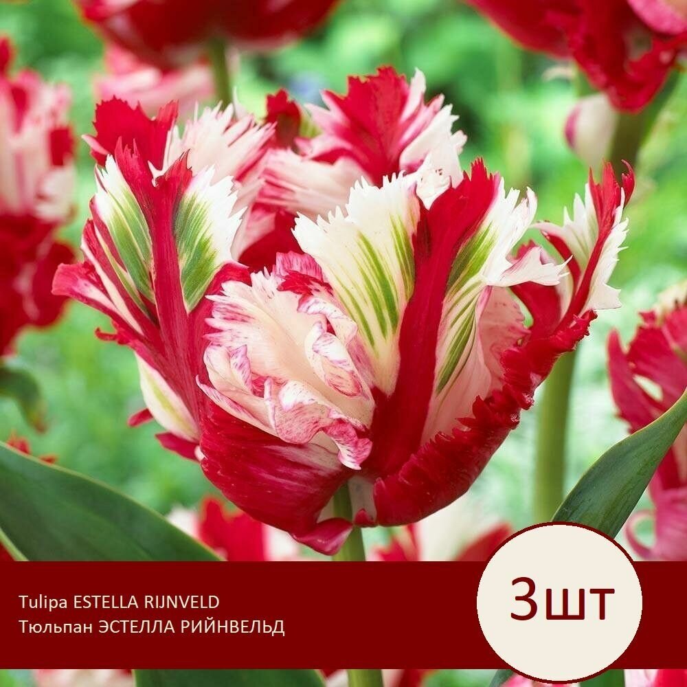 Луковицы Тюльпана попугайного эстелла рийнвельд / Estella Rijnveld (размер 12/+) / 3 штуки