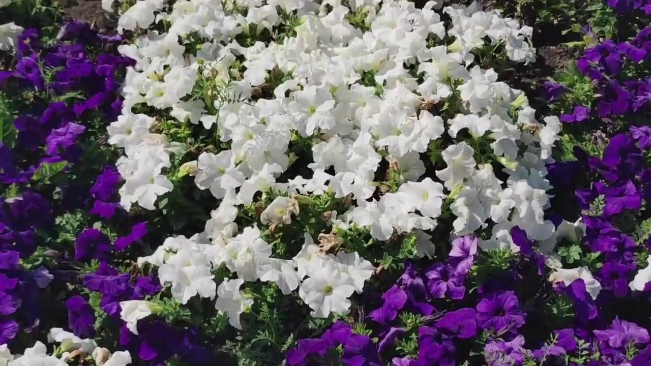 Набор 8 штук Освежитель воздуха Provence по 300 мл — фото 1