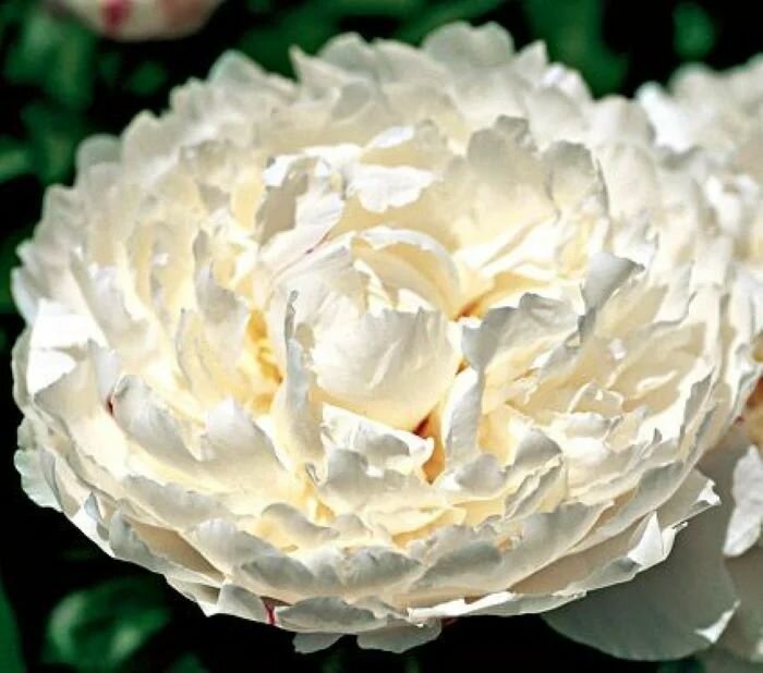 Пион молочноцветковый Уайт Лалабай 1шт