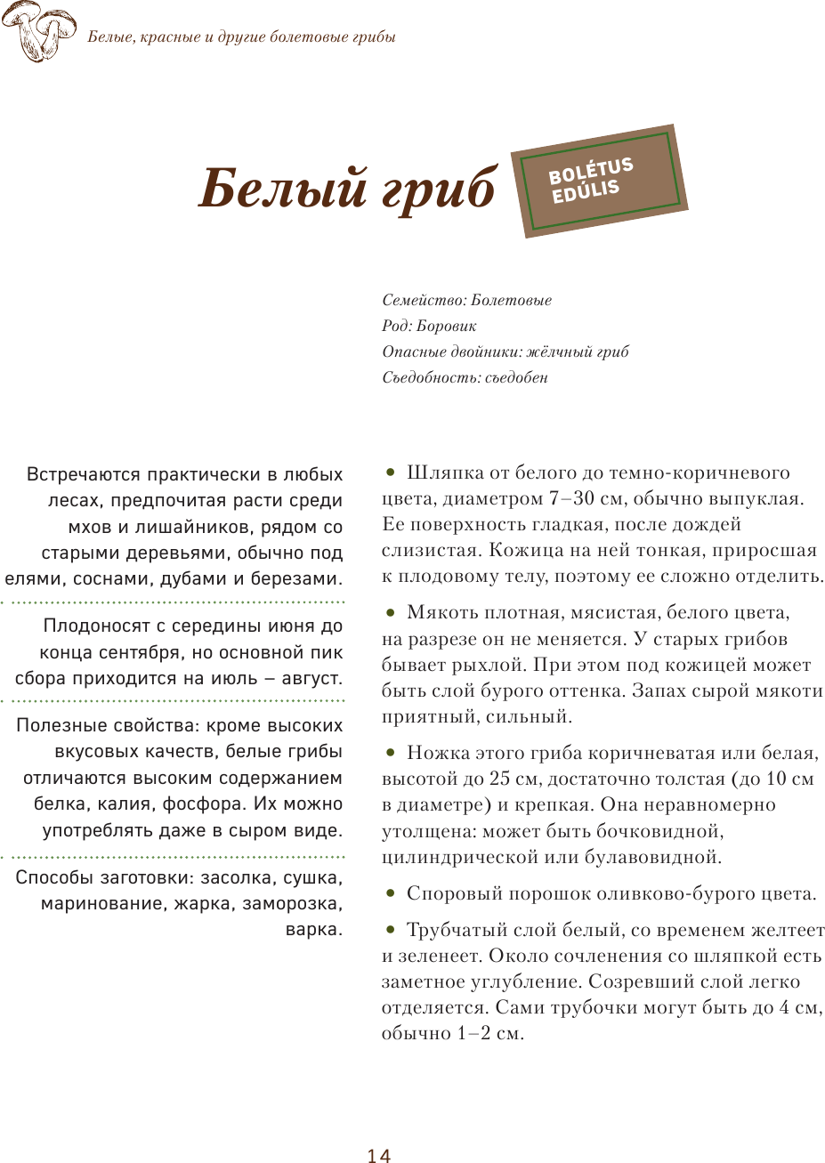 Грибы. Иллюстрированный гид по популярным видам - фото №11