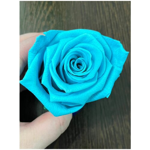 Стабилизированные розы/Optimum/Голубой цвет