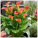 Клубни цветов, chipollino flowers, Калла BLOODY MARY ( 1 клубень)