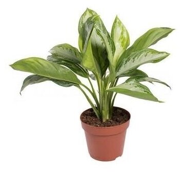 Аглаонема Сильвер Бэй (D-17 Н-60)