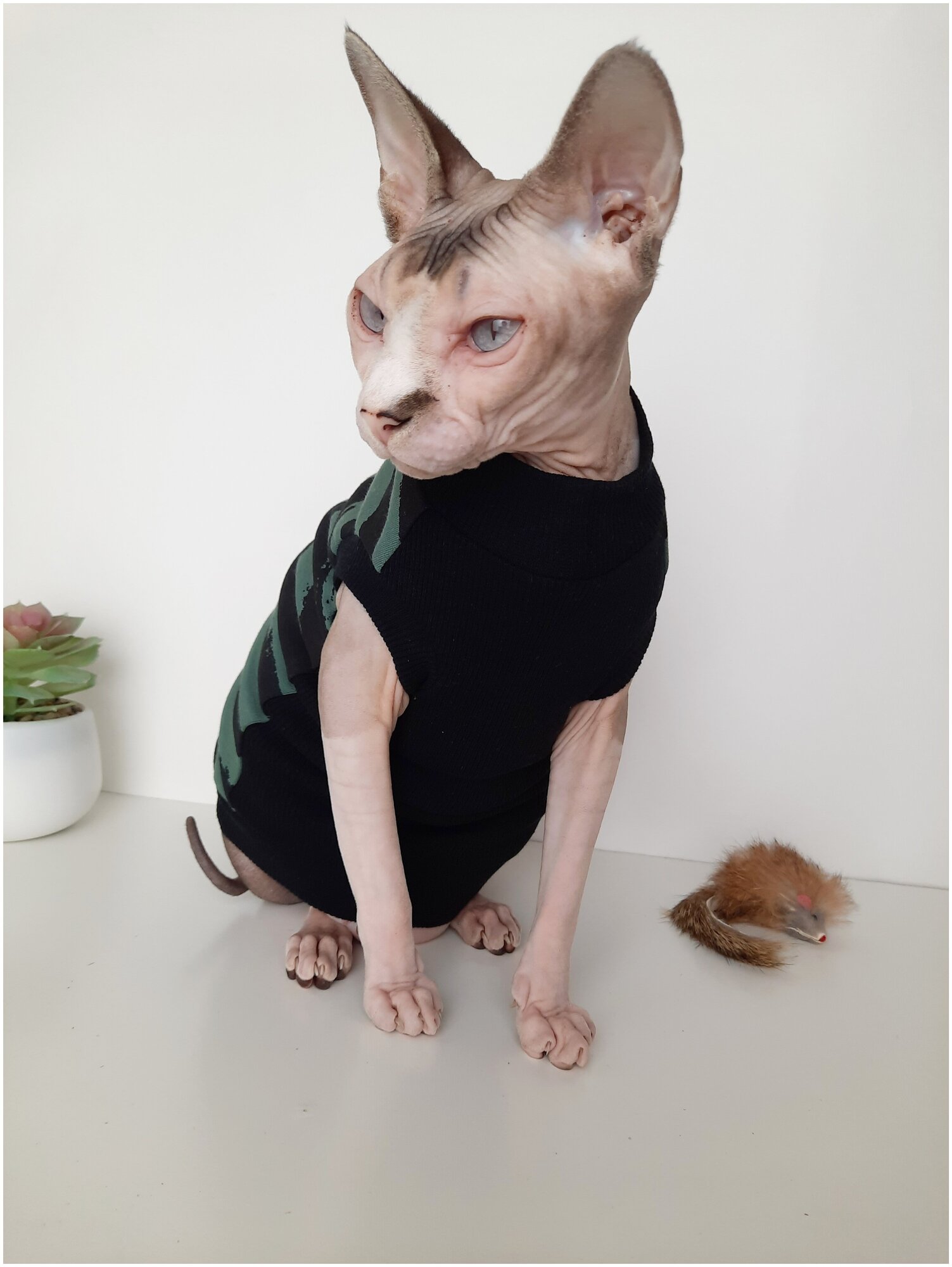 Свитшот для кошек, размер 40 (длина спины 40см), цвет черно-зеленый/ толстовка свитшот свитер для кошек сфинкс / одежда для животных - фотография № 11