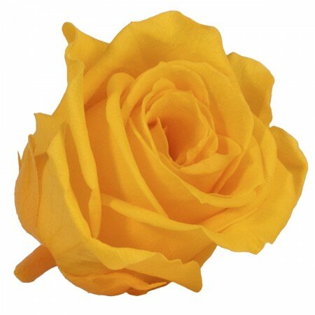 Роза RSM/1351, желтая, 12 бутонов