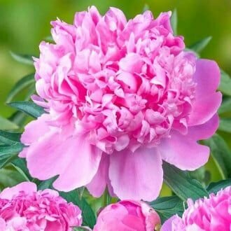 Пион Монсеньор Жюль Эли луковицы клубни корни цветов