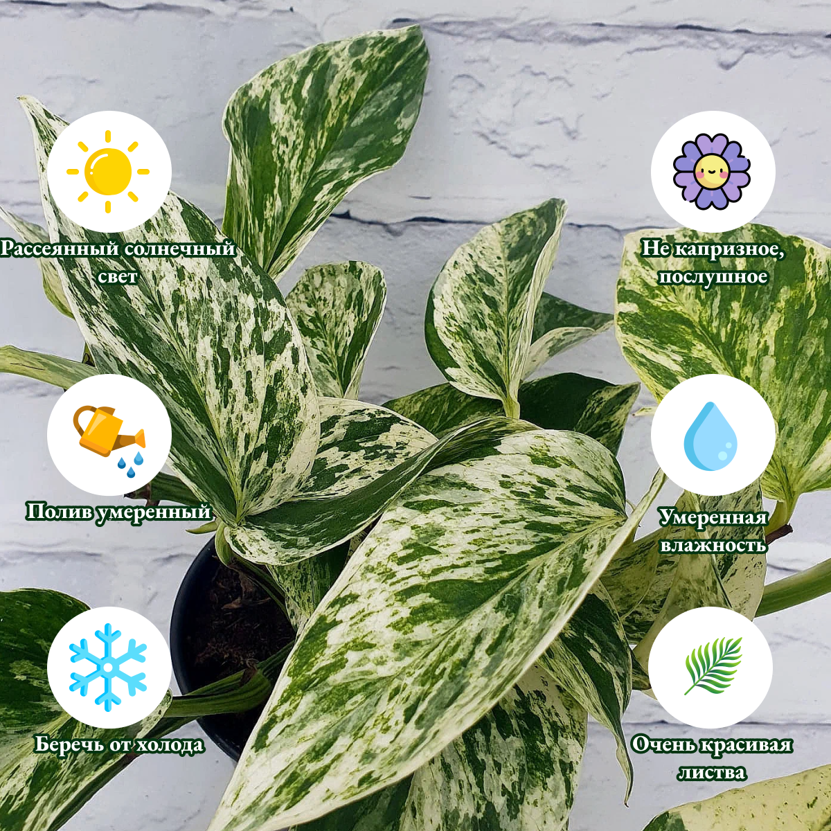 фото Эпипремнум Драгон Тейл в цветочном горшке д15