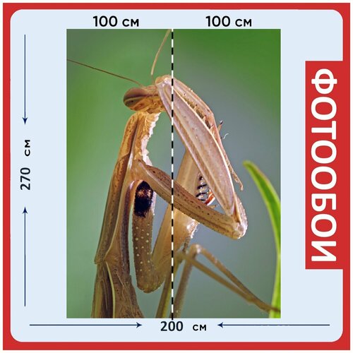 Фотообои Богомол насекомое бежевый 200x270 см флизелиновыена стену 2950₽