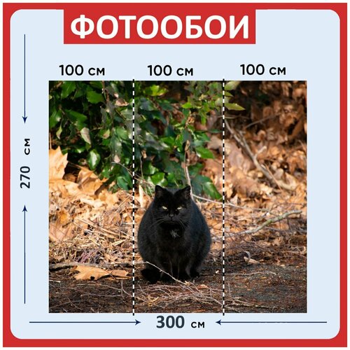 Фотообои Кошка черный кот животное 300x270 см флизелиновыена стену 3970₽