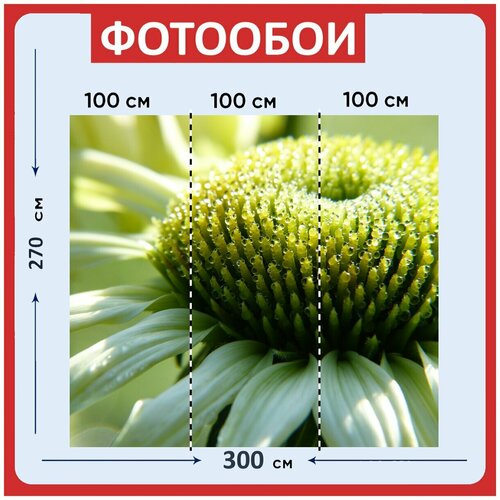 Фотообои Эхинацея эхинацеи белый 300x270 см флизелиновыена стену 3940₽