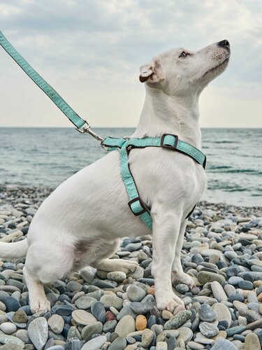 Изображение товара Шлейка для собак Japan Premium Pet с функцией распределения нагрузки при рывке собаки, цвет бирюзовый, размер М