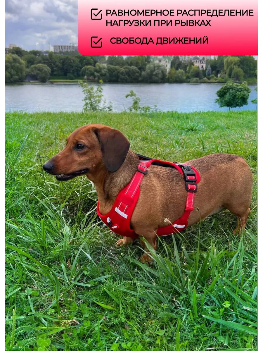 Ошейники И Шлейки Xiaomi Прочная анатомическая шлейка для собак