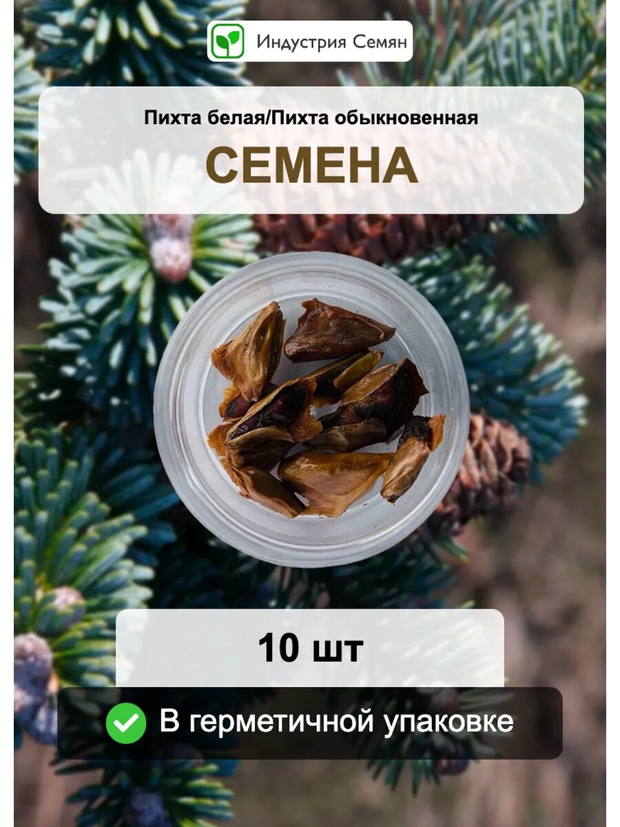 Семена Пихта белая/Пихта обыкновенная 10 шт (Аbies alba