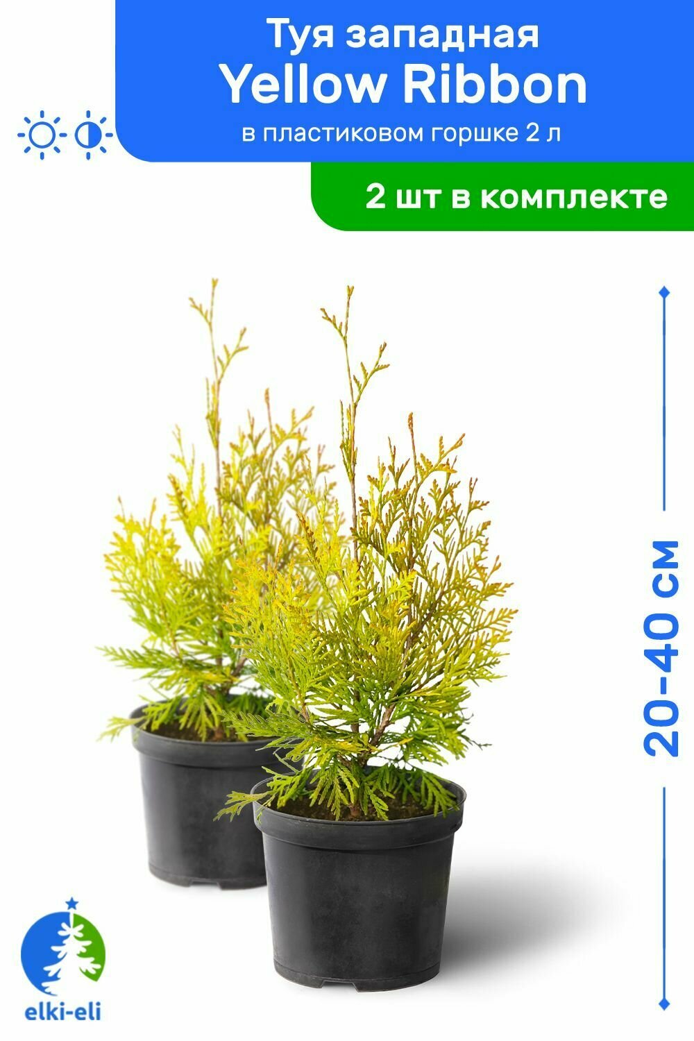Туя западная Yellow Ribbon (Еллоу Риббон) 20-40 см в пластиковом горшке 2 л саженец хвойное живое растение комплект из 2 шт