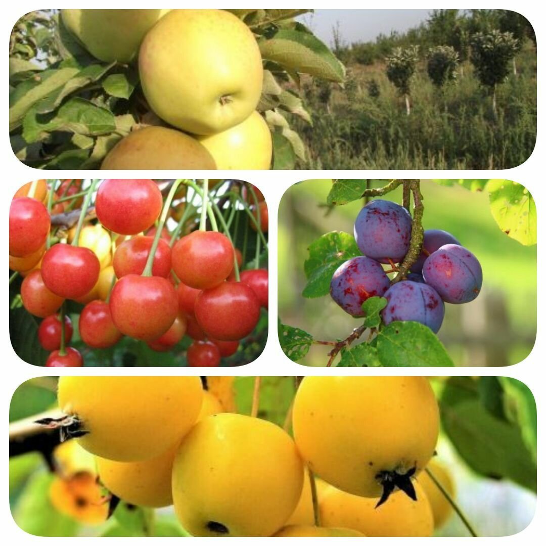 Набор Фиолетовый Аромат (слива черешня яблоня 2 шт.)