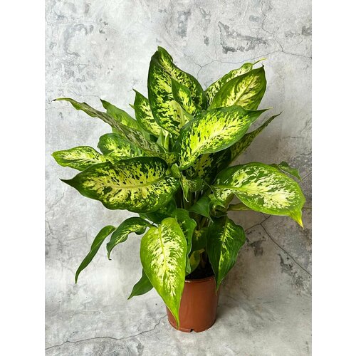 Диффенбахия