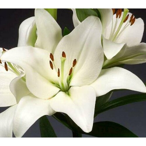 Лилия Ла-гибрид Бах (Lilium LA-hybrids) Луковицы/Разбор 14/16/Открытая (ОКС)