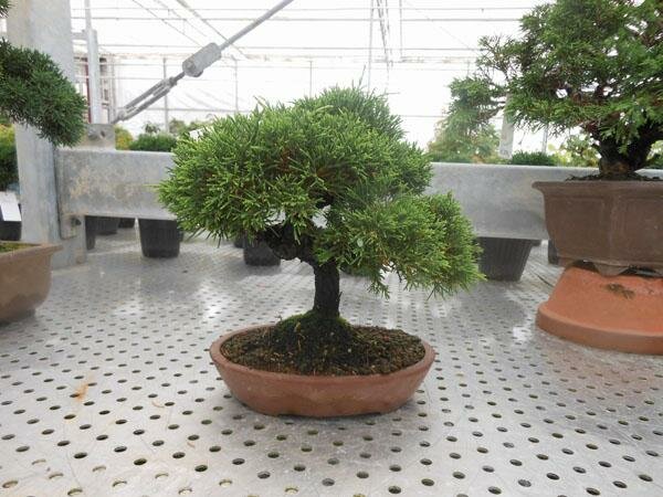 Бонсай Можжевельник - Bonsai Juniperus chinensis D20 H27