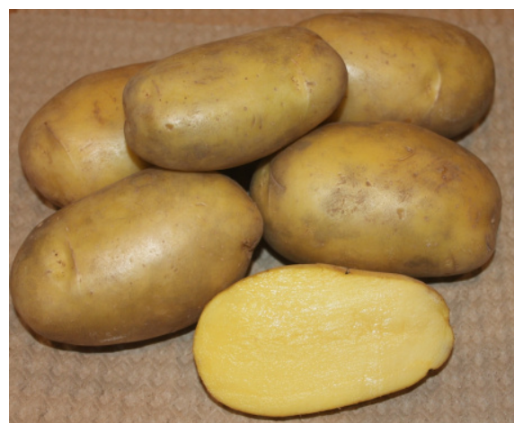 Семенной картофель гулливер (суперэлита)