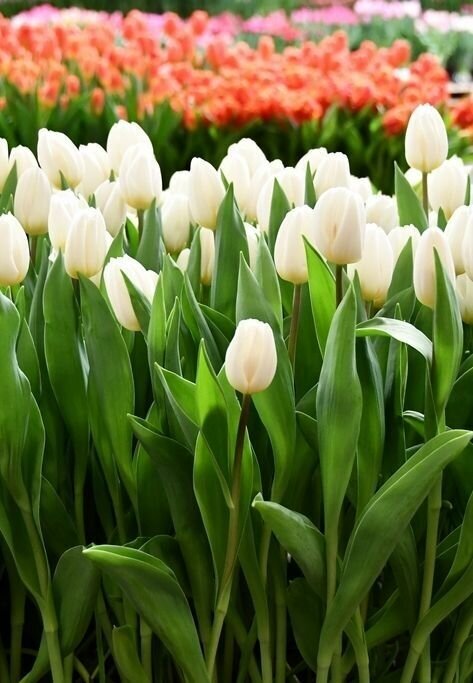 Луковицы тюльпана White Flag (10шт.) - фотография № 3