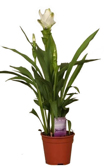 Куркума белая - Curcuma Siam Spring D13 H50