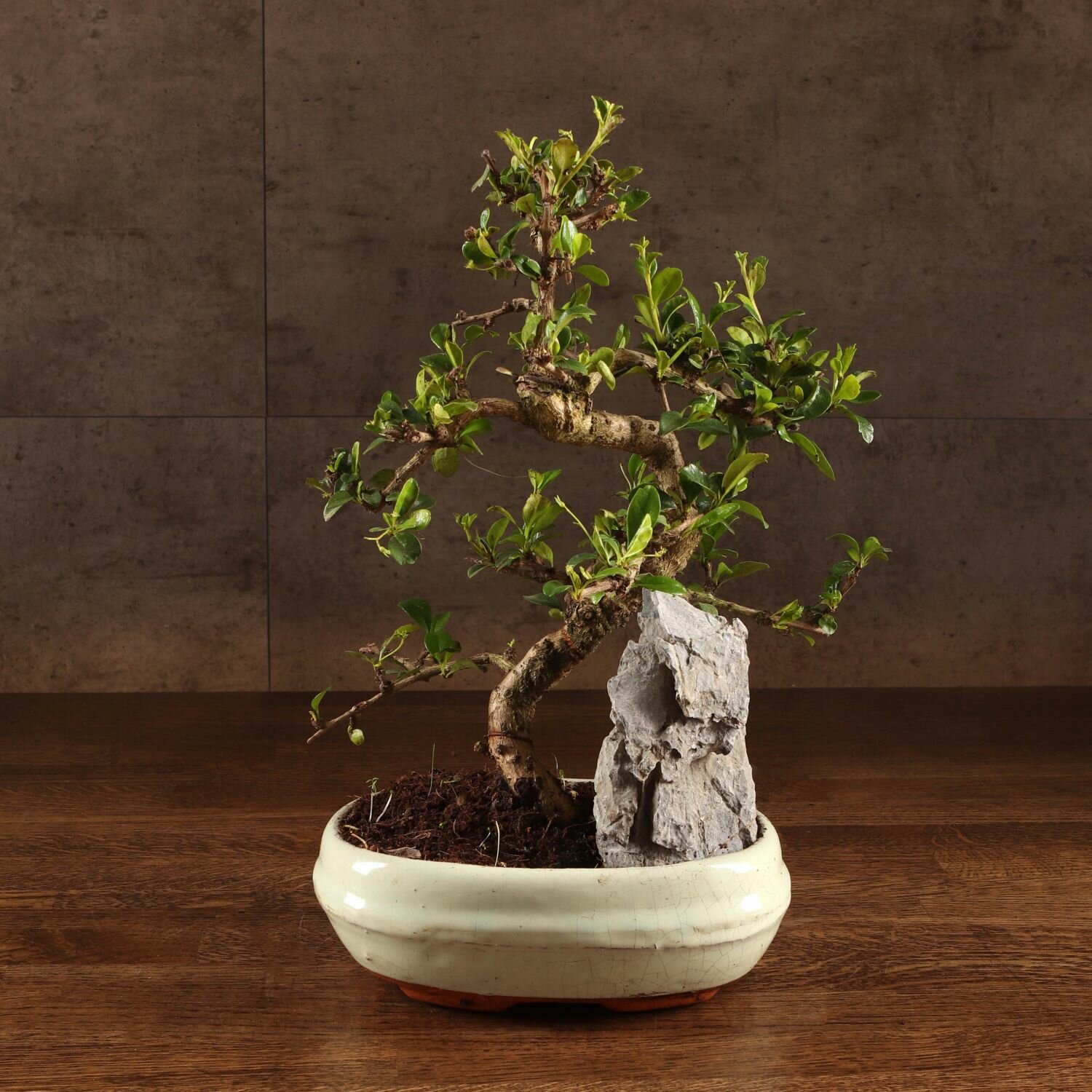 Бонсай Кармона со скалой белая плошка 32 см