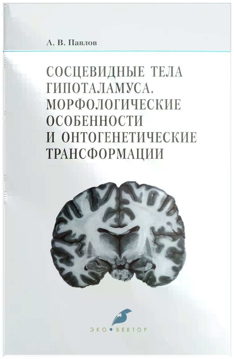 Сосцевидные тела гипоталамуса. Морфологические особенности и онтогенетические трансформации - фото №2