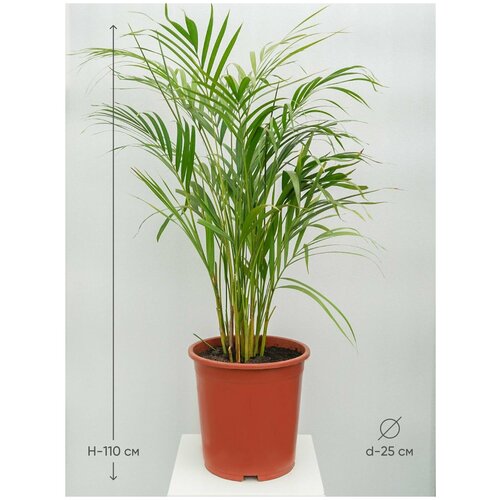 Хризалидокарпус Лутесценс (Арека), высота 110 см, диаметр 25 см, живое комнатное растение