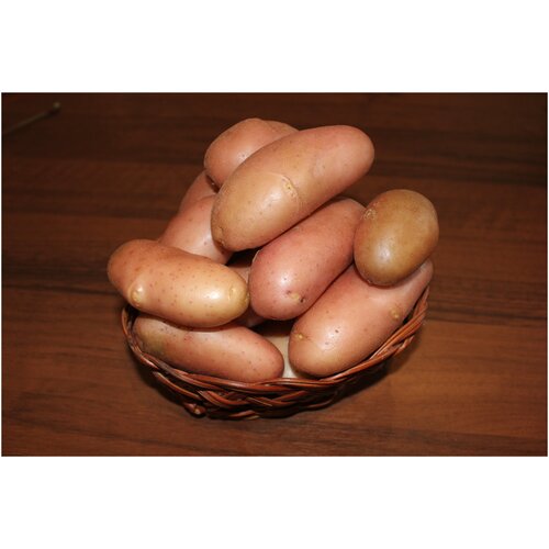 Картофель семенной сорт Фаворит (суперэлита) (4 кг)
