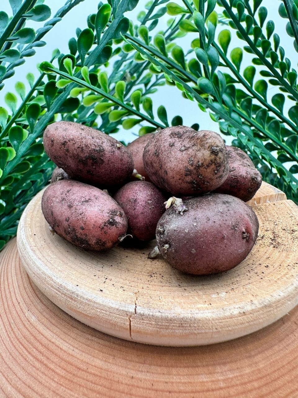 Семенной картофель мини клубни Люкс из лаборатории, 10 шт - фотография № 1