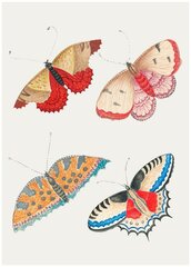 Постер / Плакат / Картина Бабочки - Нежные бабочки 50х70 см в подарочном тубусе