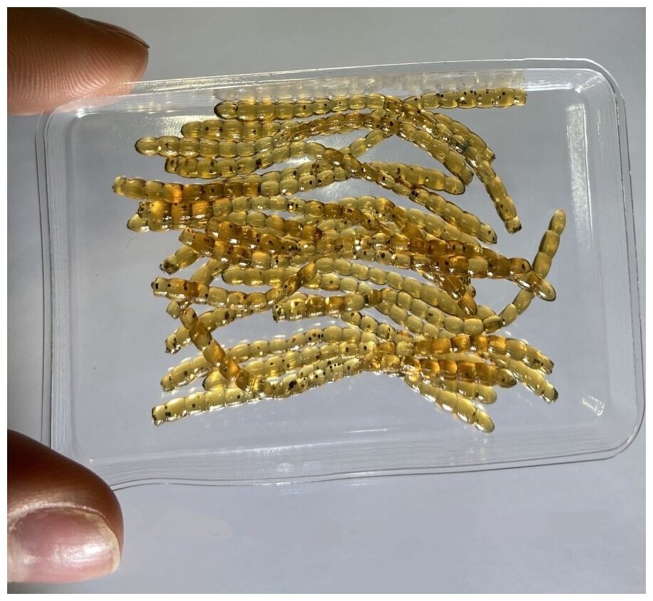 Силиконовые приманки Мотыль (bloodworm) Mormo Hub by Trout Hub с запахом креветки (20шт в ZIP-пакете), цвет машинное масло